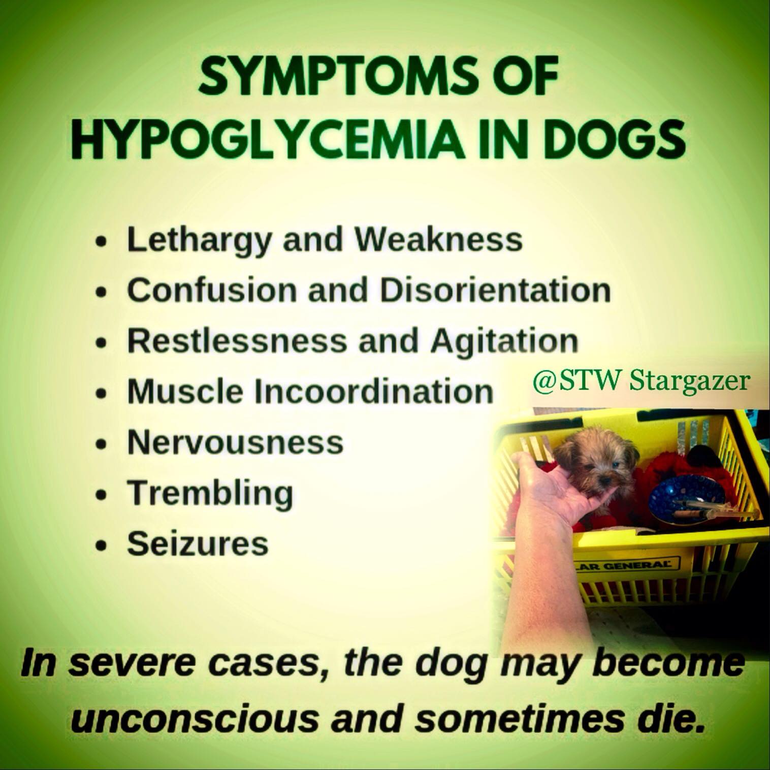Do Dogs Develop Hypoglycemia From Eating Wild Grass