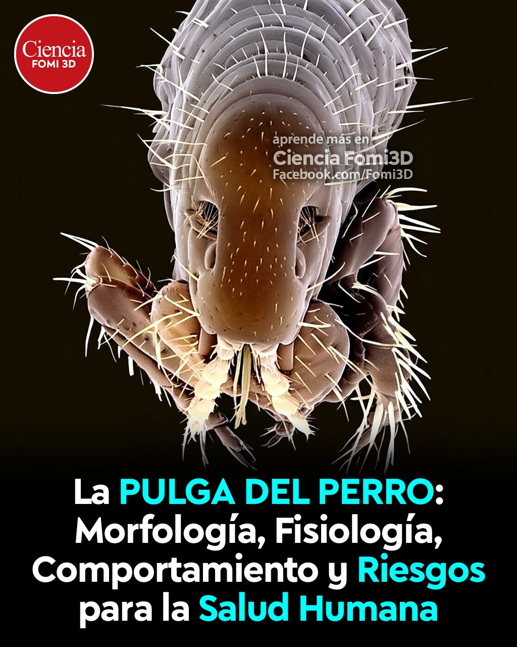 fomi3d-la-pulga-del-perro-conocida-cient-ficamente-como