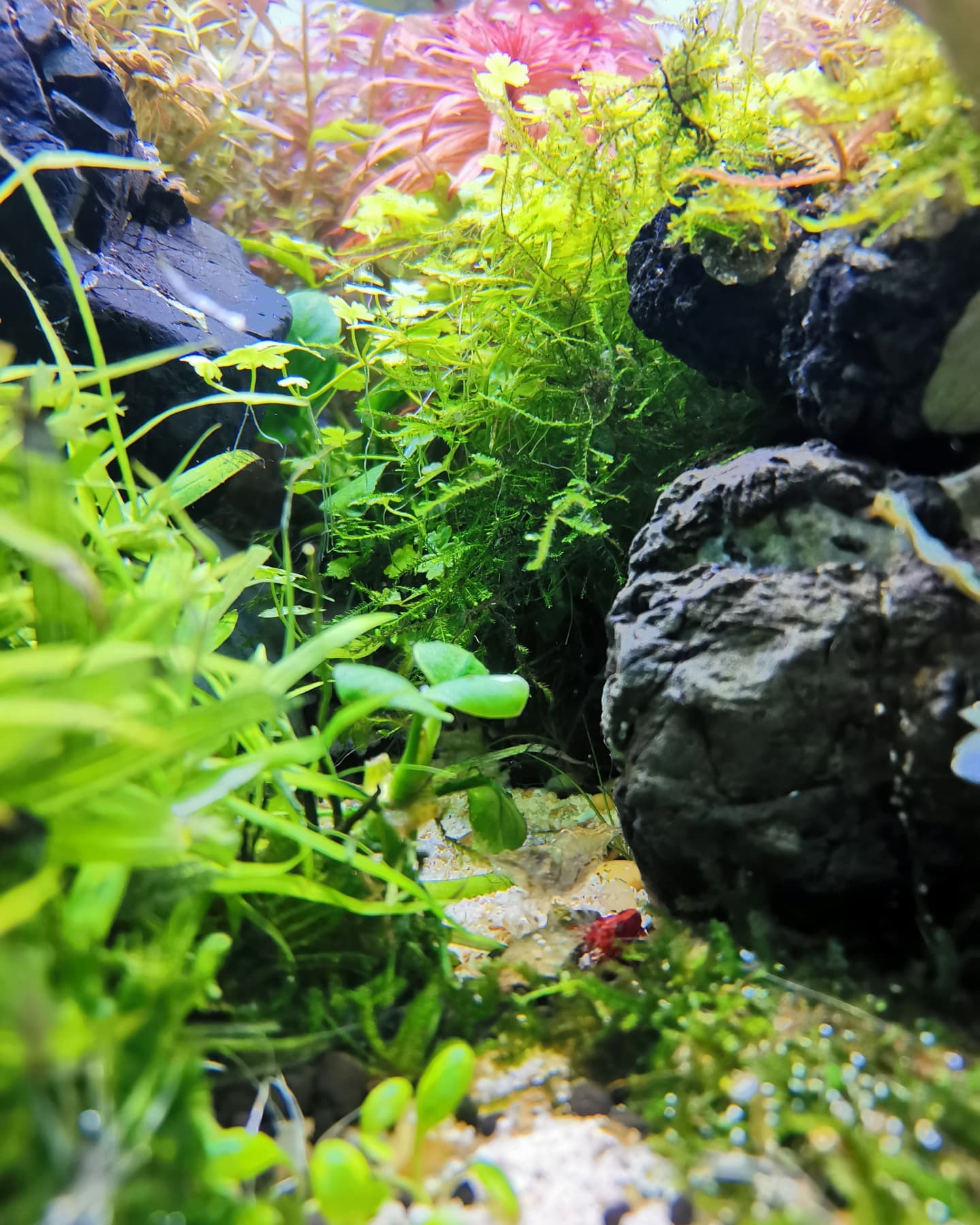 Glass Box Scape - The Valley #glassboxscape #aquascaping...