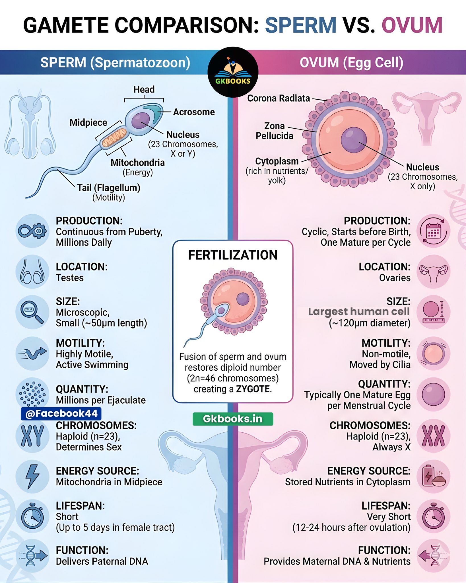 Gkbooks - Gamete Comparison: Sperm vs Ovum (Human... | Facebook