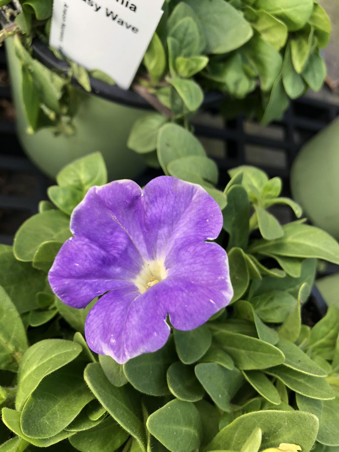 Anson Nursery | Lecanto FL