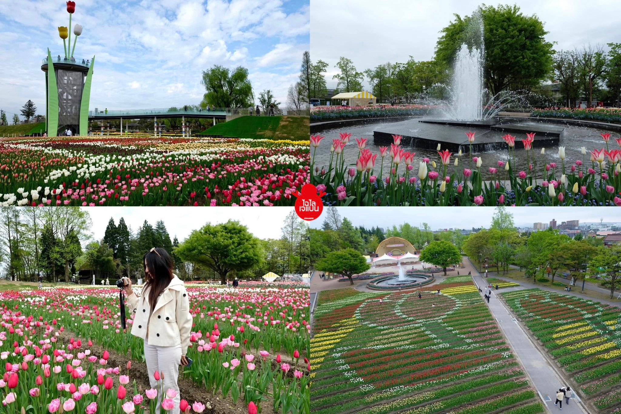 ไฉไลเจแปน - 04 | “Tonami Tulip Park” งานดอกทิวลิป Tonami Tulip Fair ...