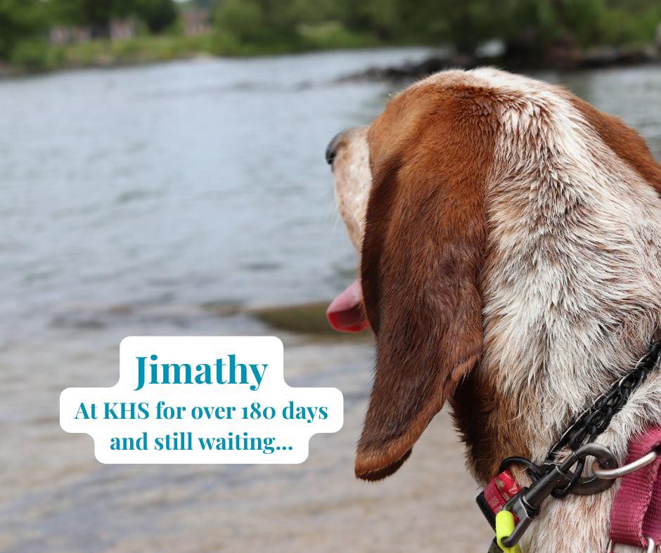 🐾 Meet Jimathy (aka Jimmy) 🐾 🕐... - Kingston Humane Society | Facebook