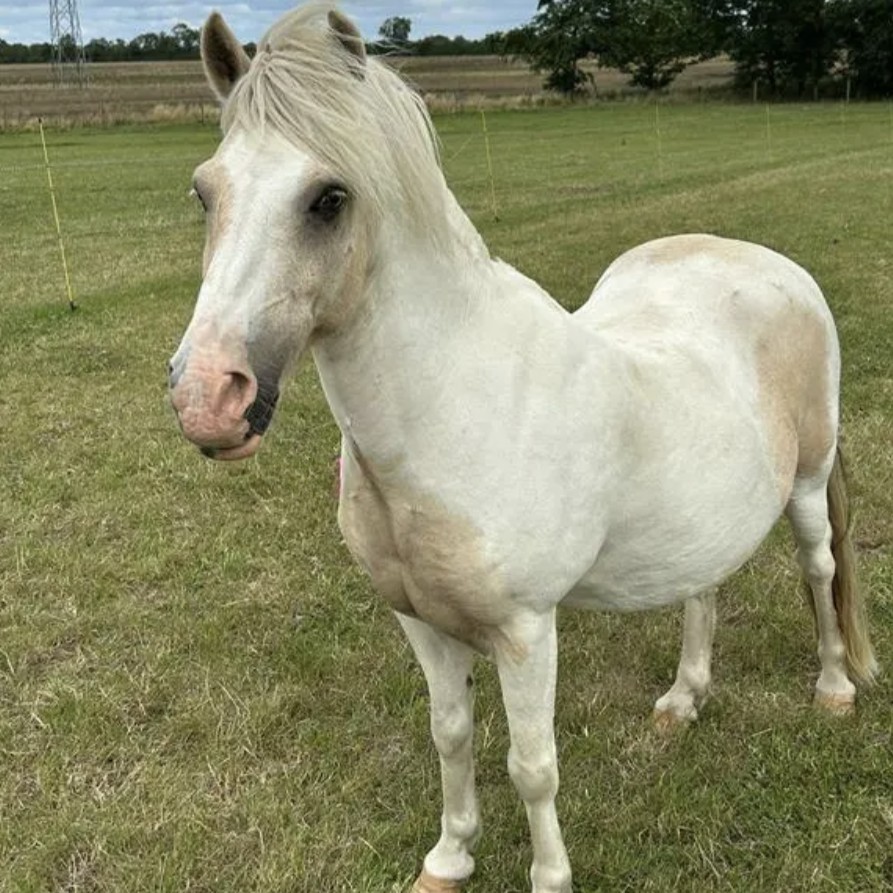 Bransby Horses -... - Bransby Horses - Rescue and Welfare