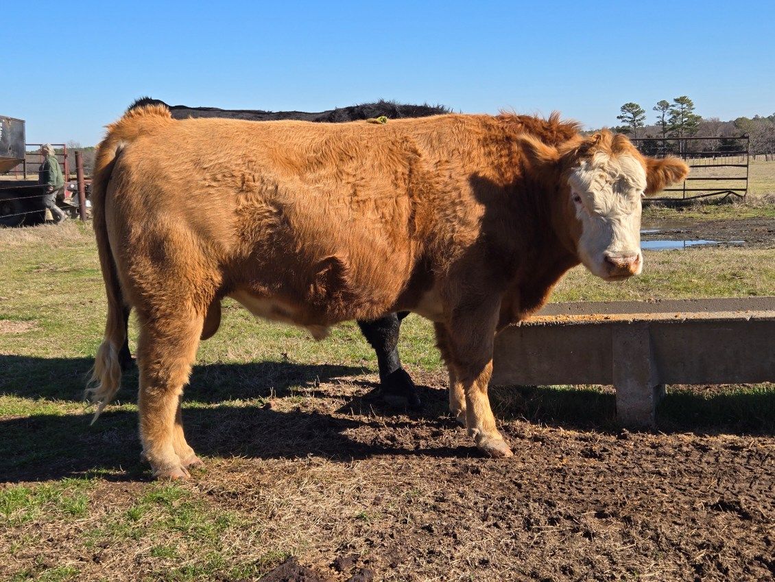 Oklahoma Cattle | Facebook