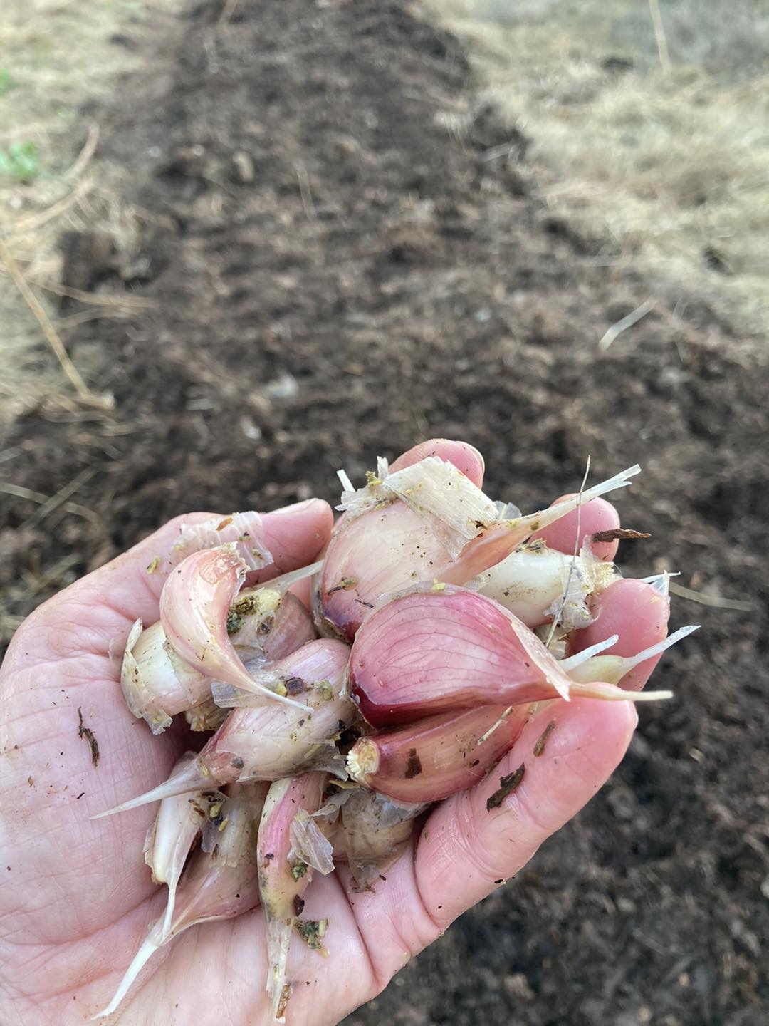 Sanctuary - A small fortune in seed garlic: bulbs split into cloves ...