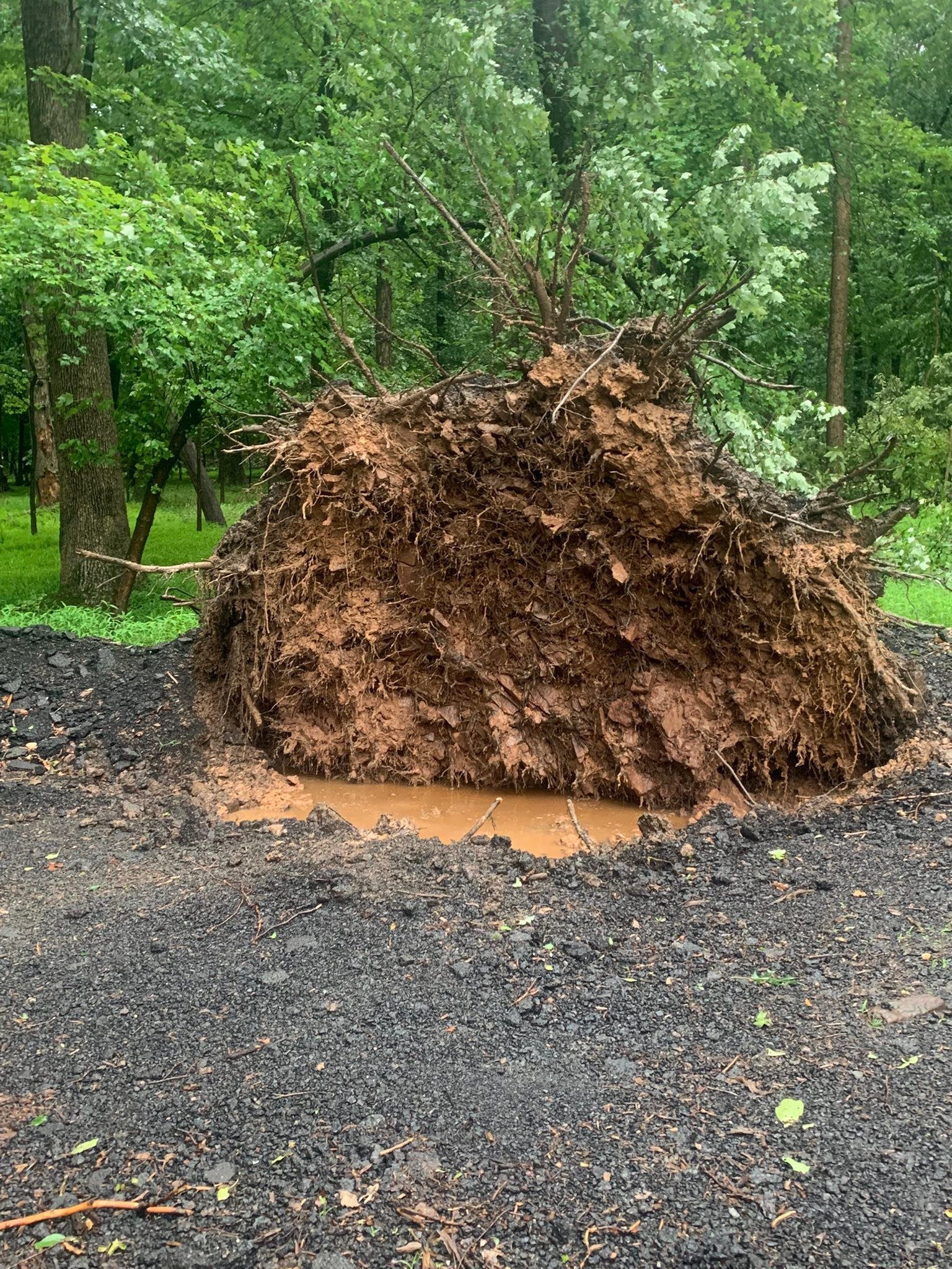 Top notch tree care and landscaping llc | Ivyland PA