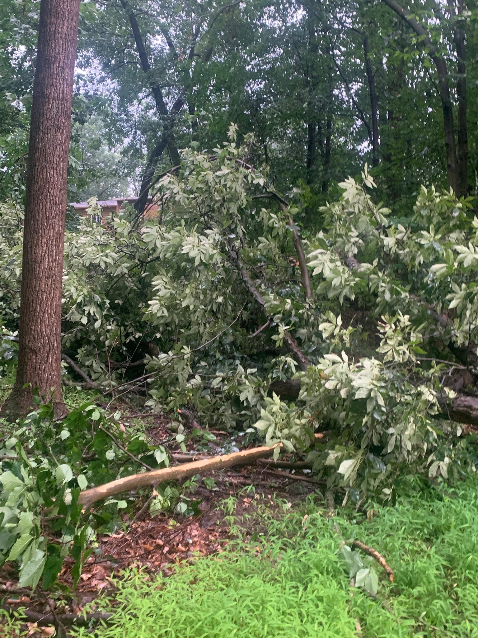 Top notch tree care and landscaping llc | Ivyland PA