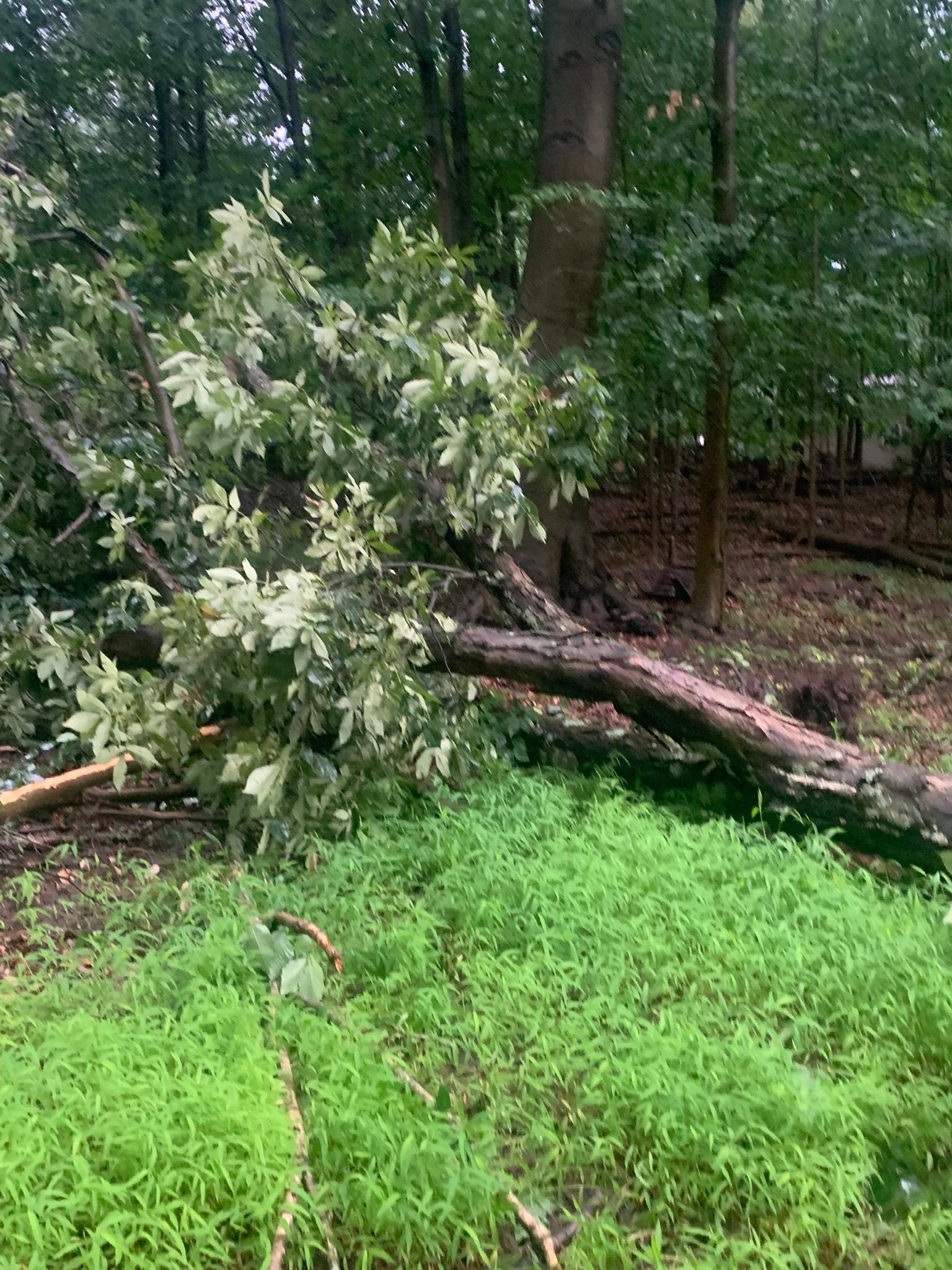 Top notch tree care and landscaping llc | Ivyland PA