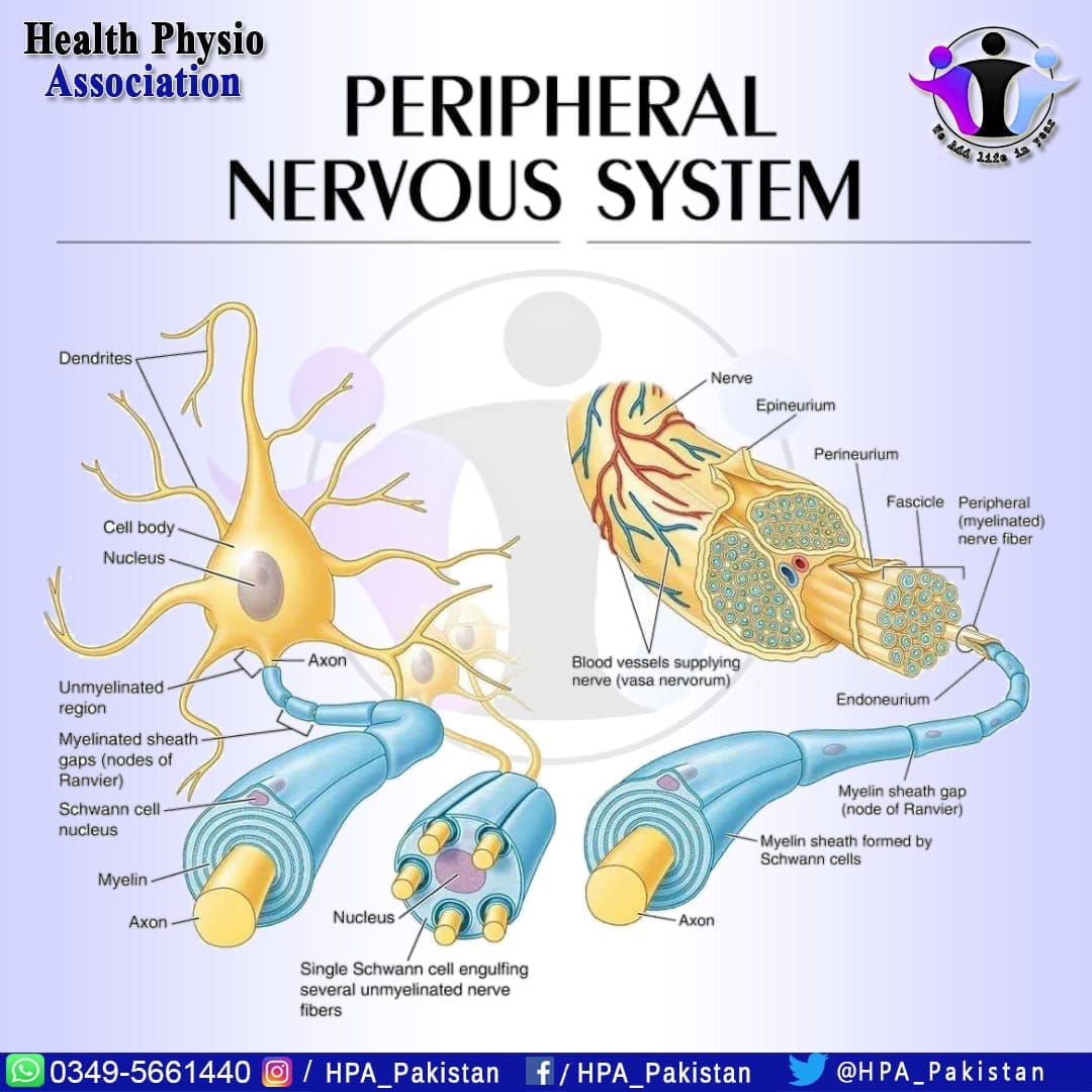 HPA Lahore - 🔈 PERIPHERAL NERVOUS SYSTEM The peripheral...
