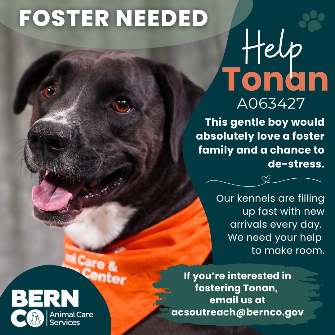 Bernalillo - 🚨 Warning: Our kennels are at maximum fluff capacity! 🐾 We ...