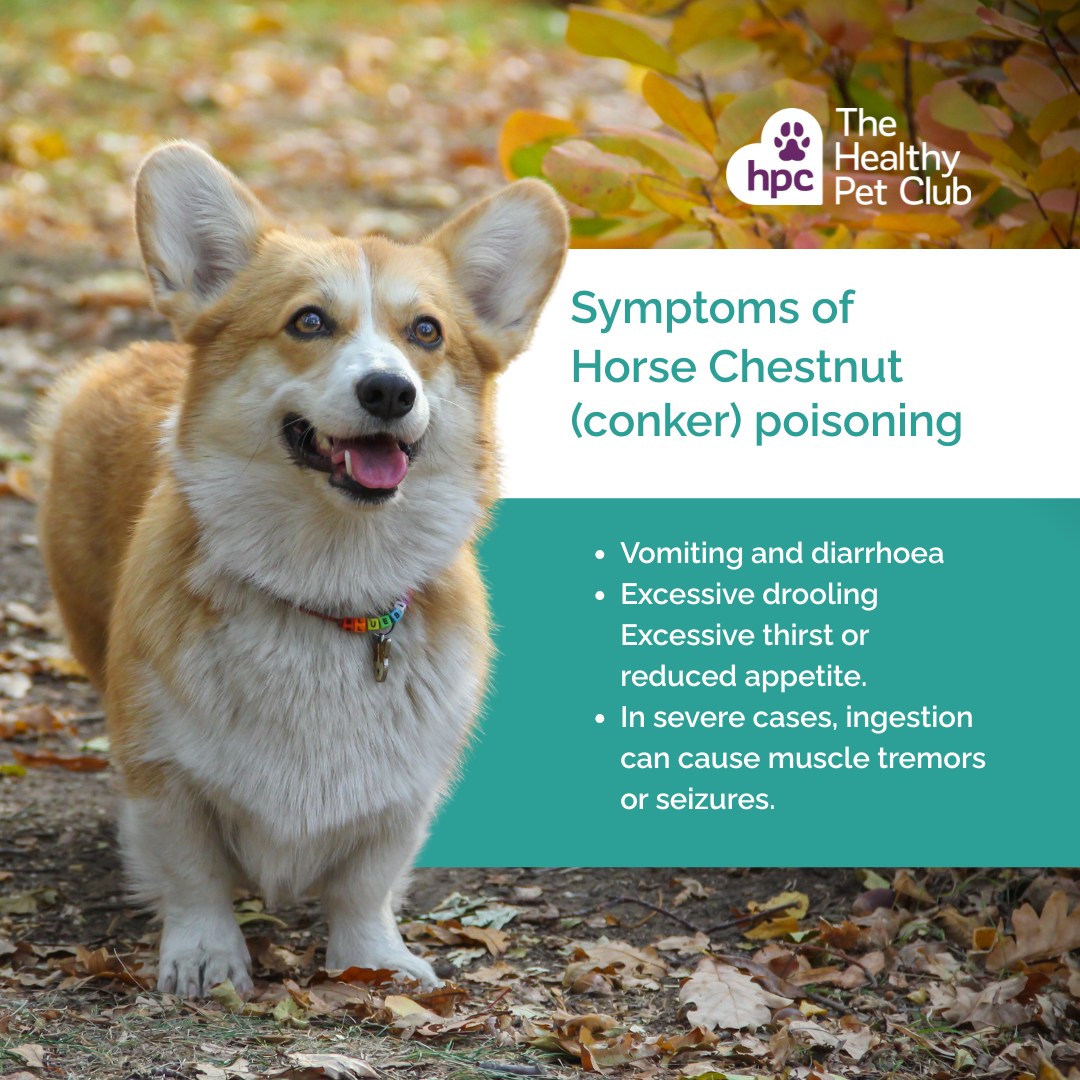 Visual Reference: Healthy Pet Club