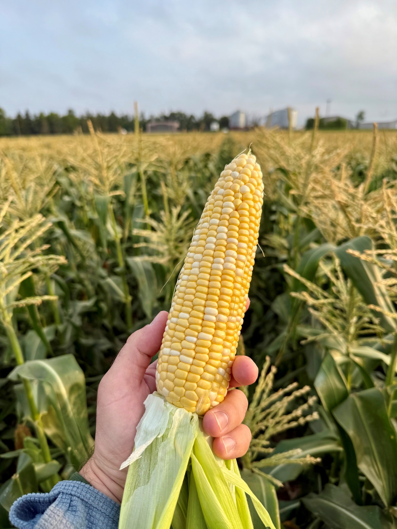 United - Our community sweet corn site west of Genesis Seed Solutions ...