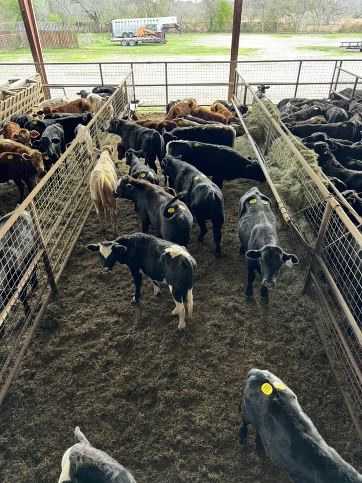 Gulf Coast Livestock... - Gulf Coast Livestock Auction LLC