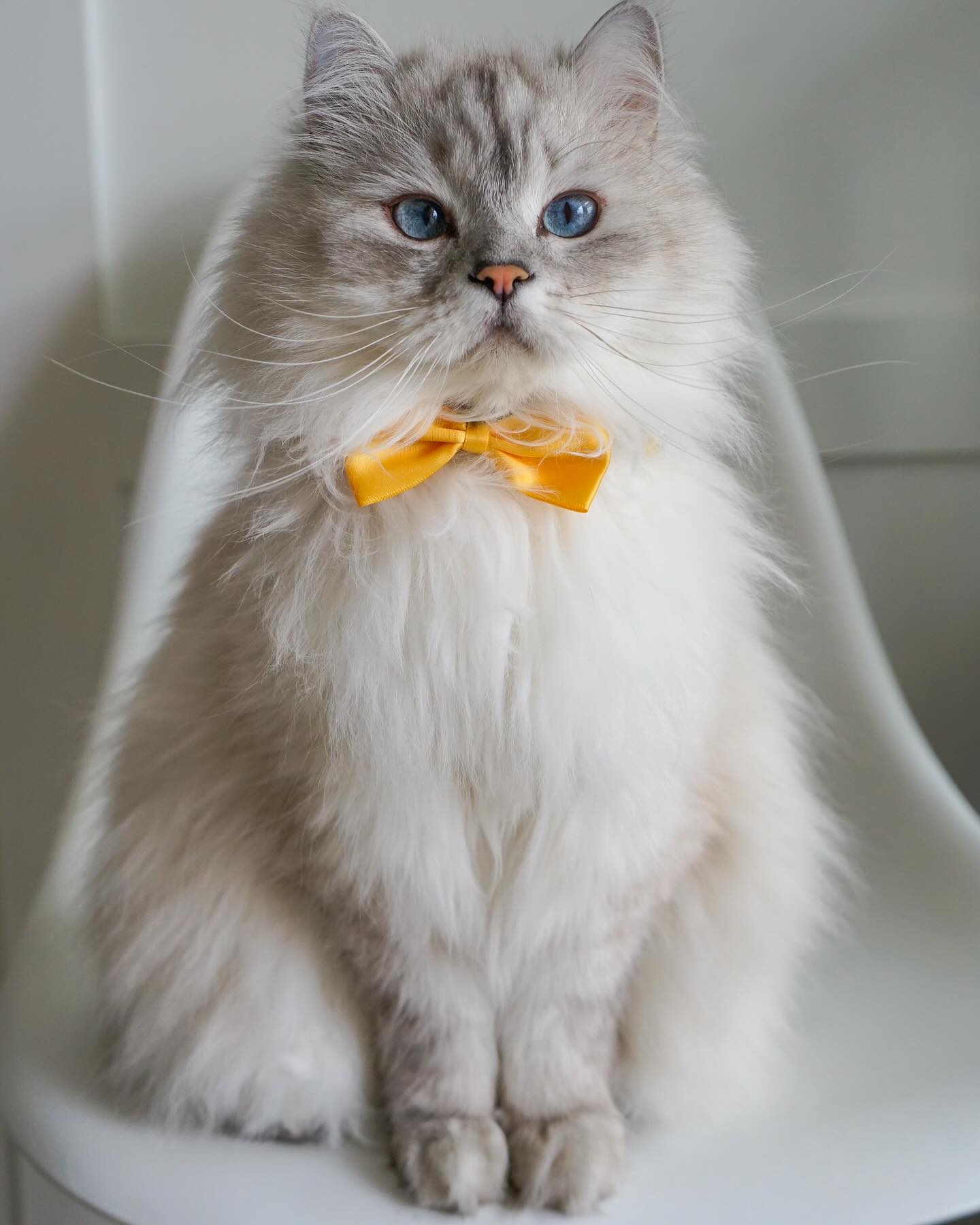 Merlin Ragdoll