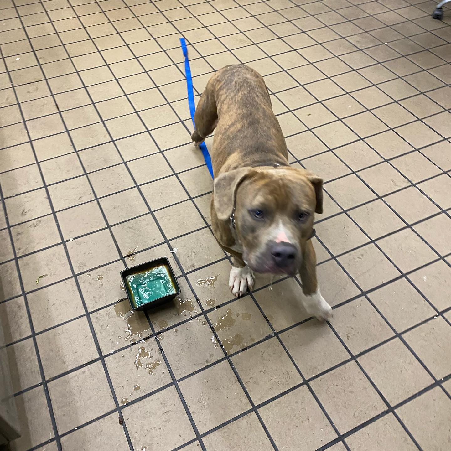 ‼️Foster or RESCUES Needed‼️... - Brick City Rescue Inc. | Facebook