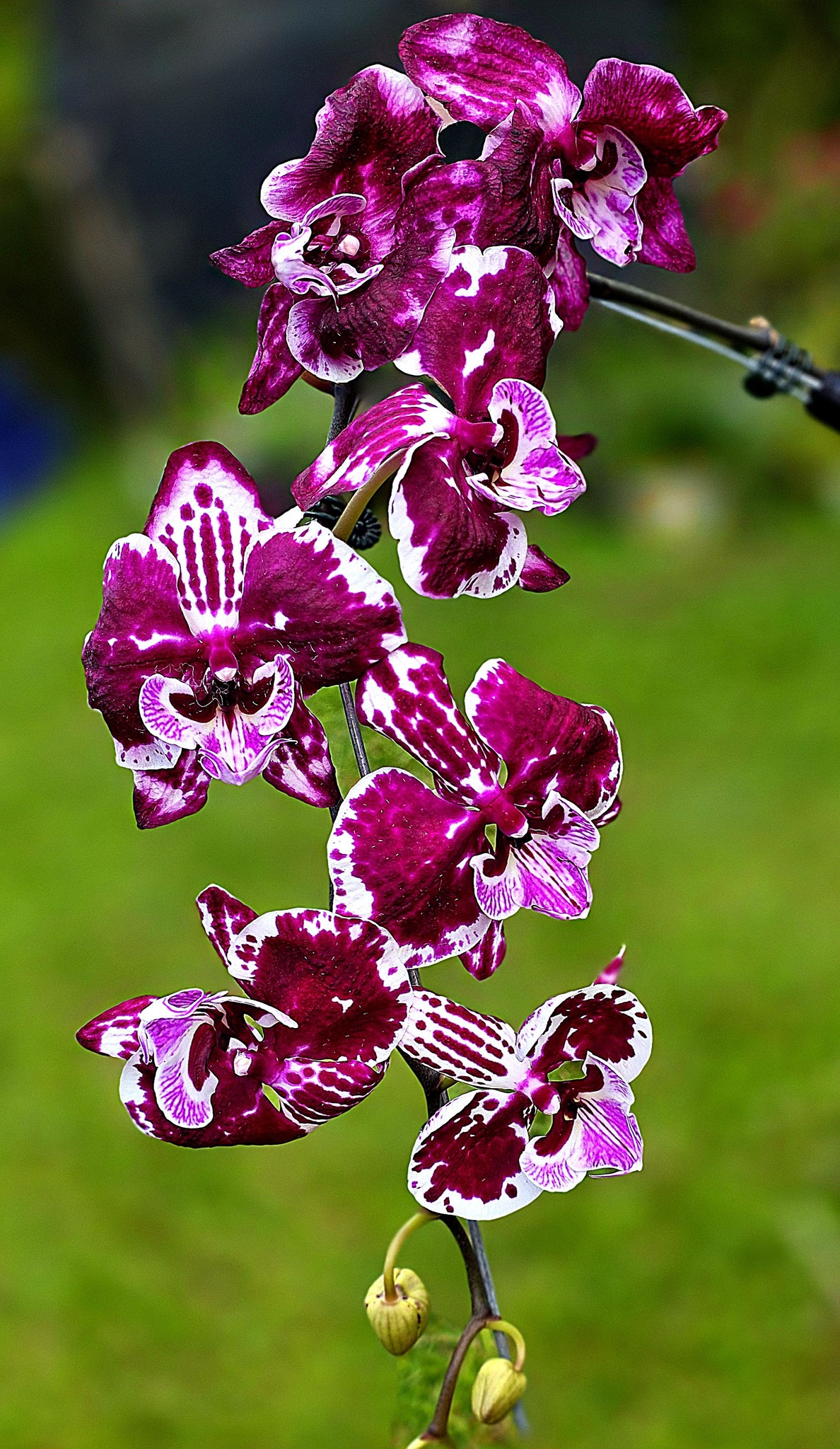 Phal. Miki Crystal'52' 美琪水晶'52' 🌱分生苗 Mericlone 🌺花徑