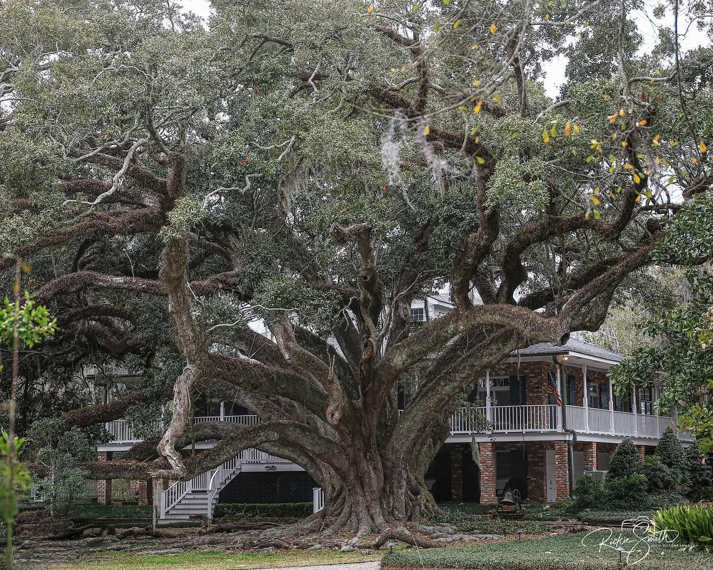 Louisiana - The Seven Sisters Oak in Mandeville, Louisiana, is widely ...