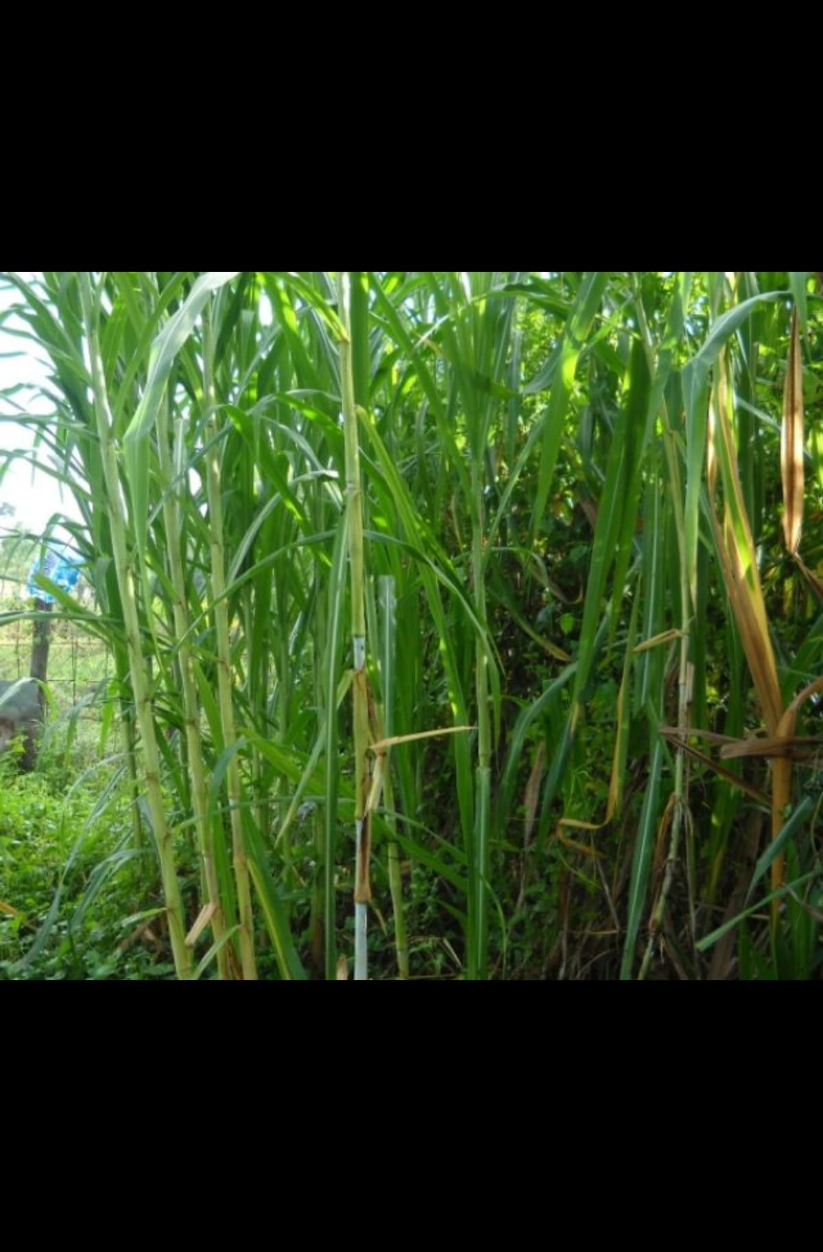 Nursery - Foraj -Napier Keutamaan penting dalam bidang pertanian adalah ...