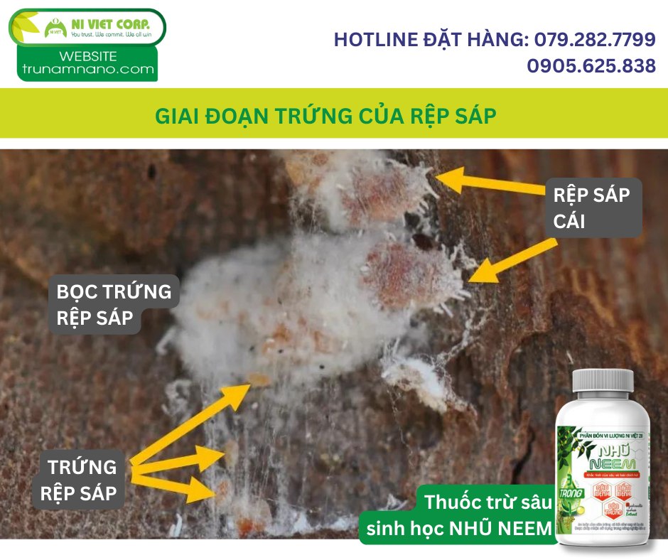 Hội xử lý sâu bệnh, nấm bệnh hại cây trồng | HÌnh ảnh bên dưới là giai ...