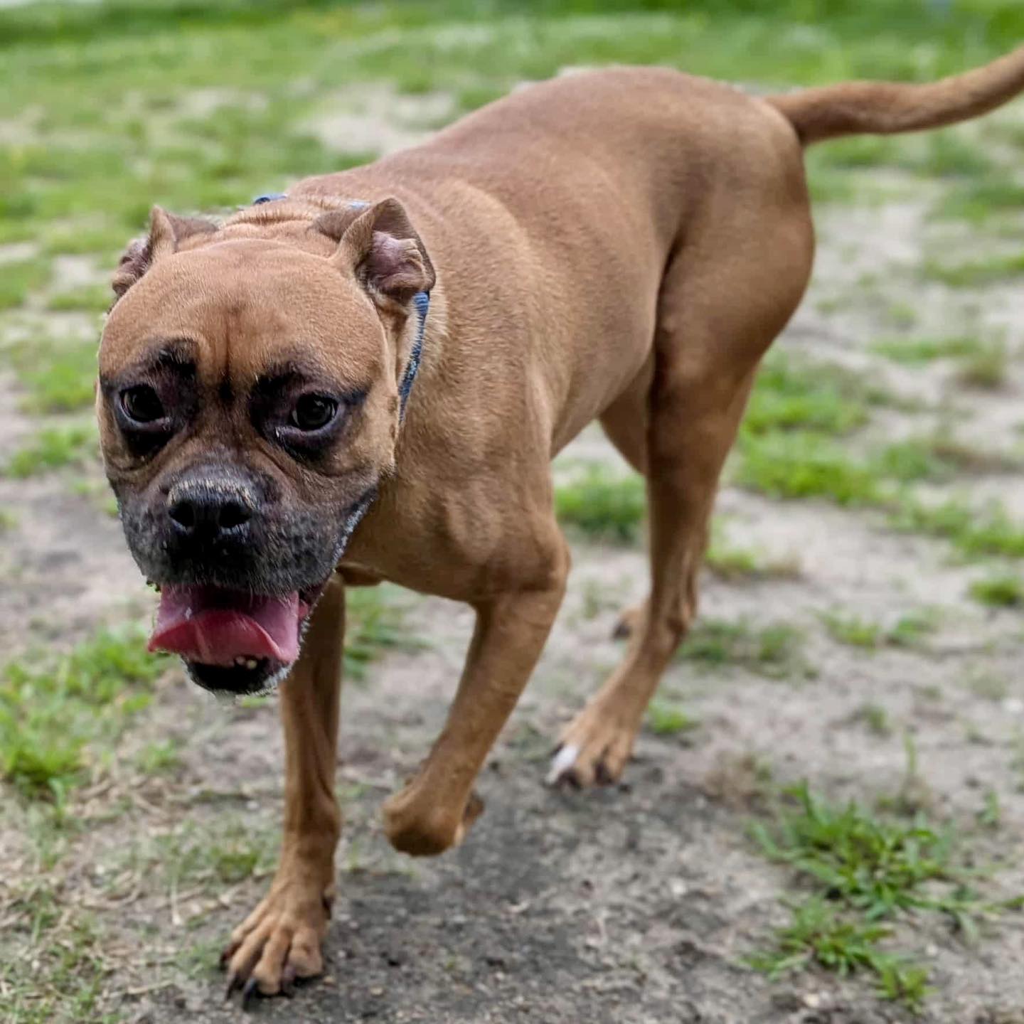 Carolina Boxer Rescue