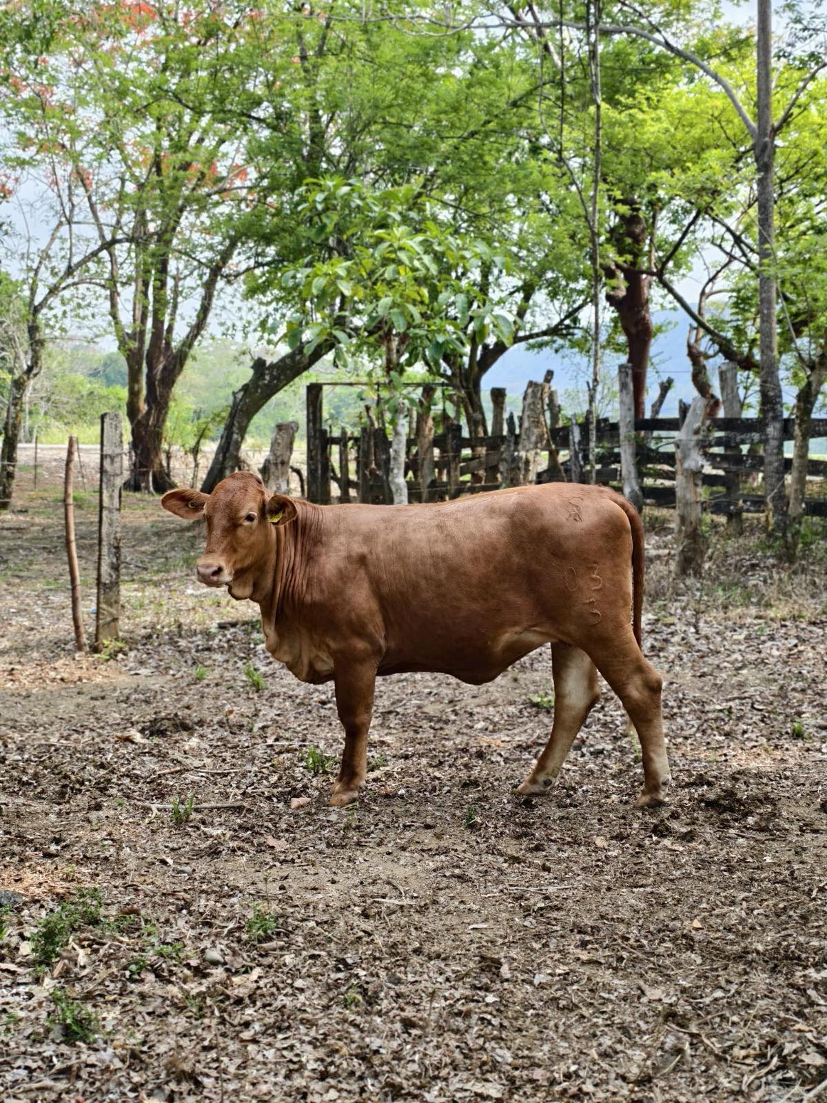 Rancho - En Rancho San Antonio, trabajamos con la raza Beefmaster ...