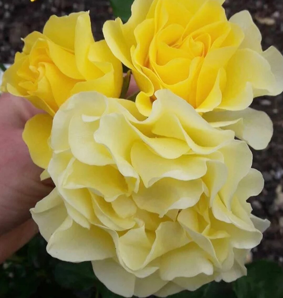 amore roses - FLORANZA® Lemon Ruffle • An absolutely... | Facebook