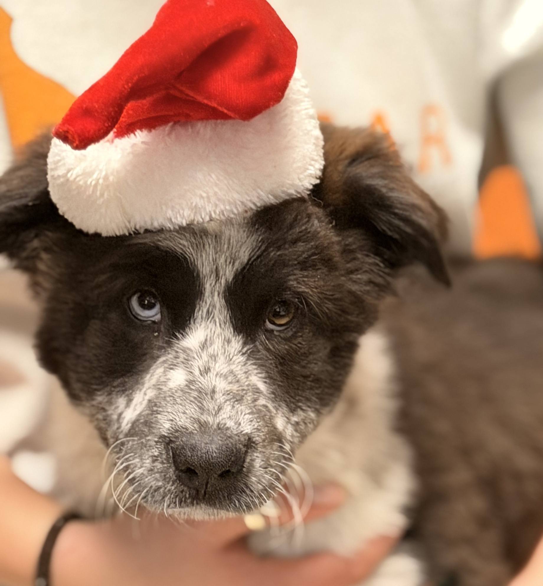 NEW ARRIVAL ALERT!!!! ADOPTABLE PUPPY: NEDRY HOPATCONG, NJ A stray