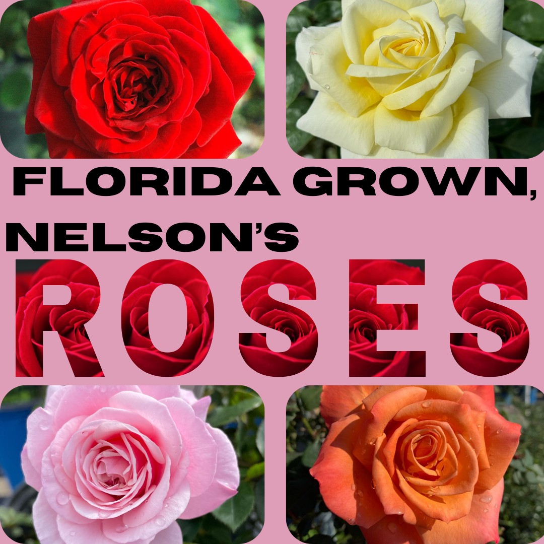 BIG VALUE GARDEN CENTER | Daytona Beach FL