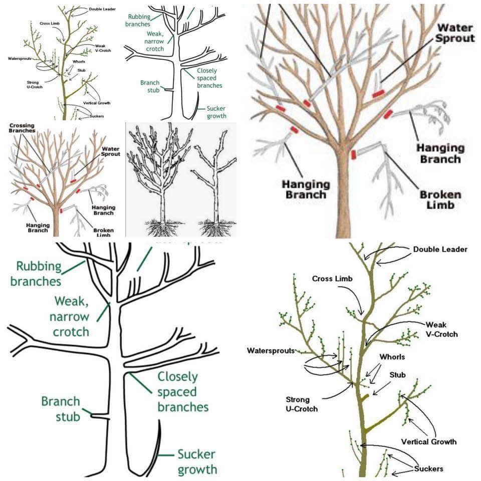 Gateway - January is pruning month as the trees are dormant or in some ...