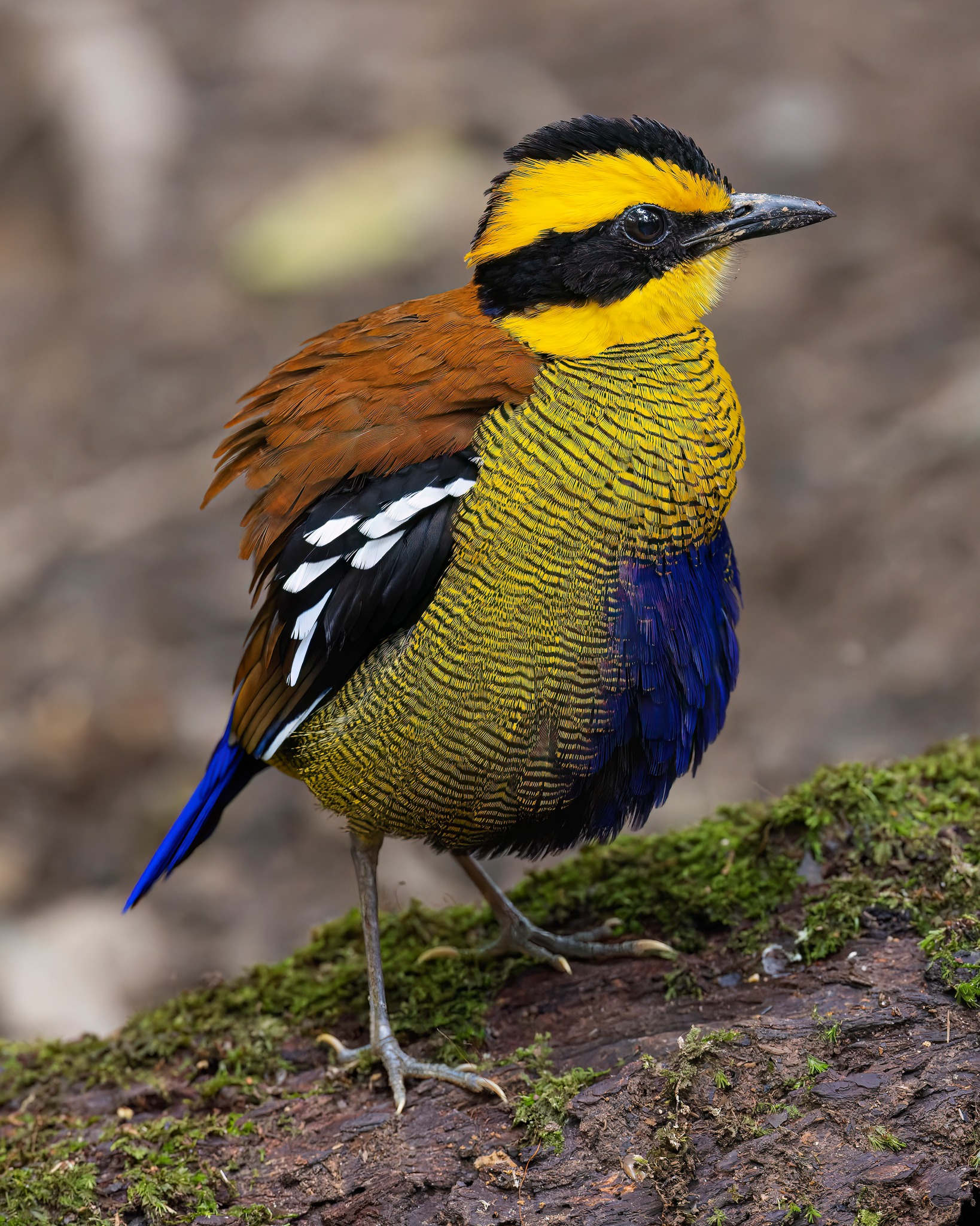 One - - The Bornean banded pitta (Hydrornis schwaneri) is a species of ...
