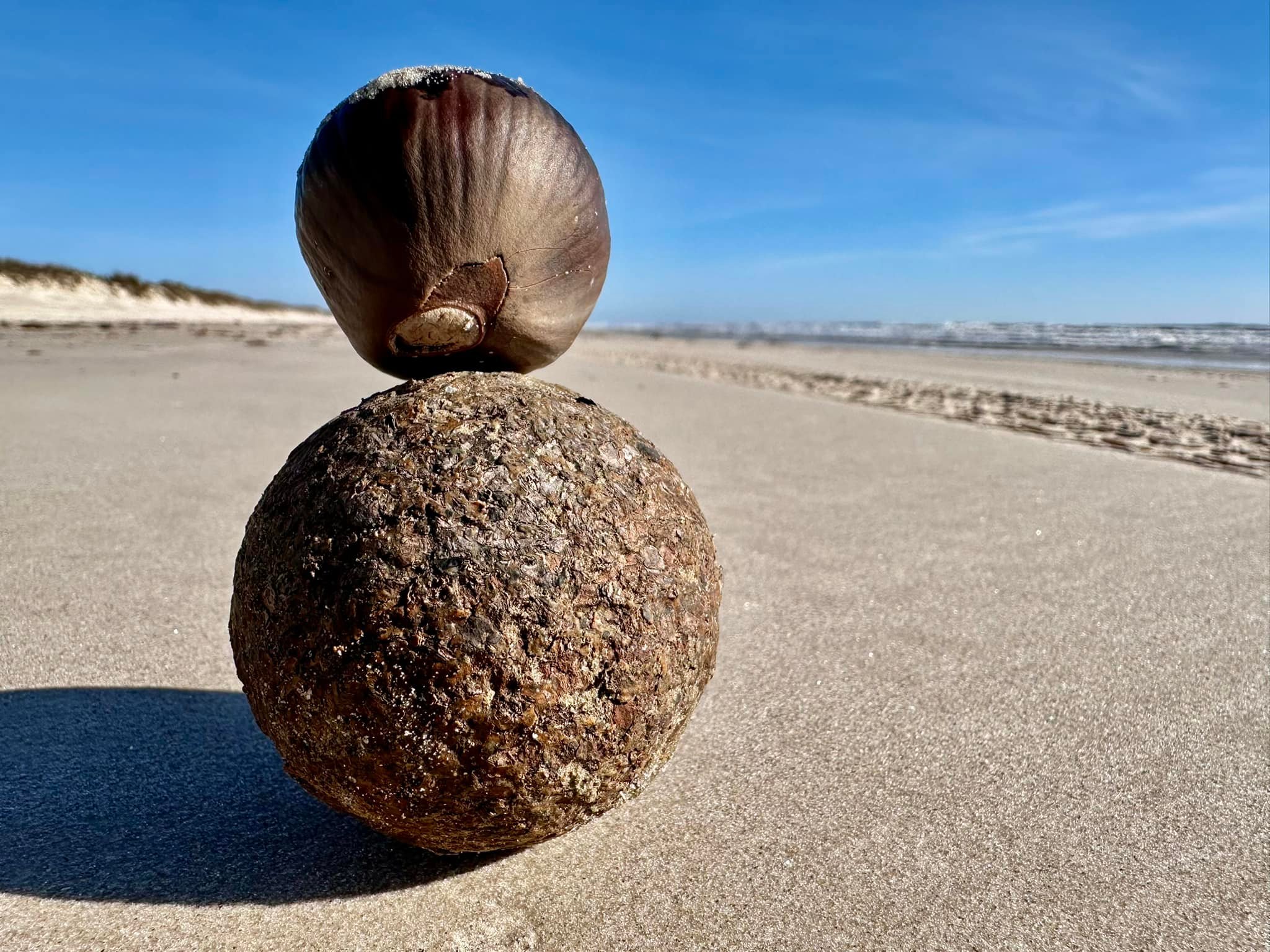 Harte - Two sea coconut sea beans, aka golf ball sea beans. One is ...