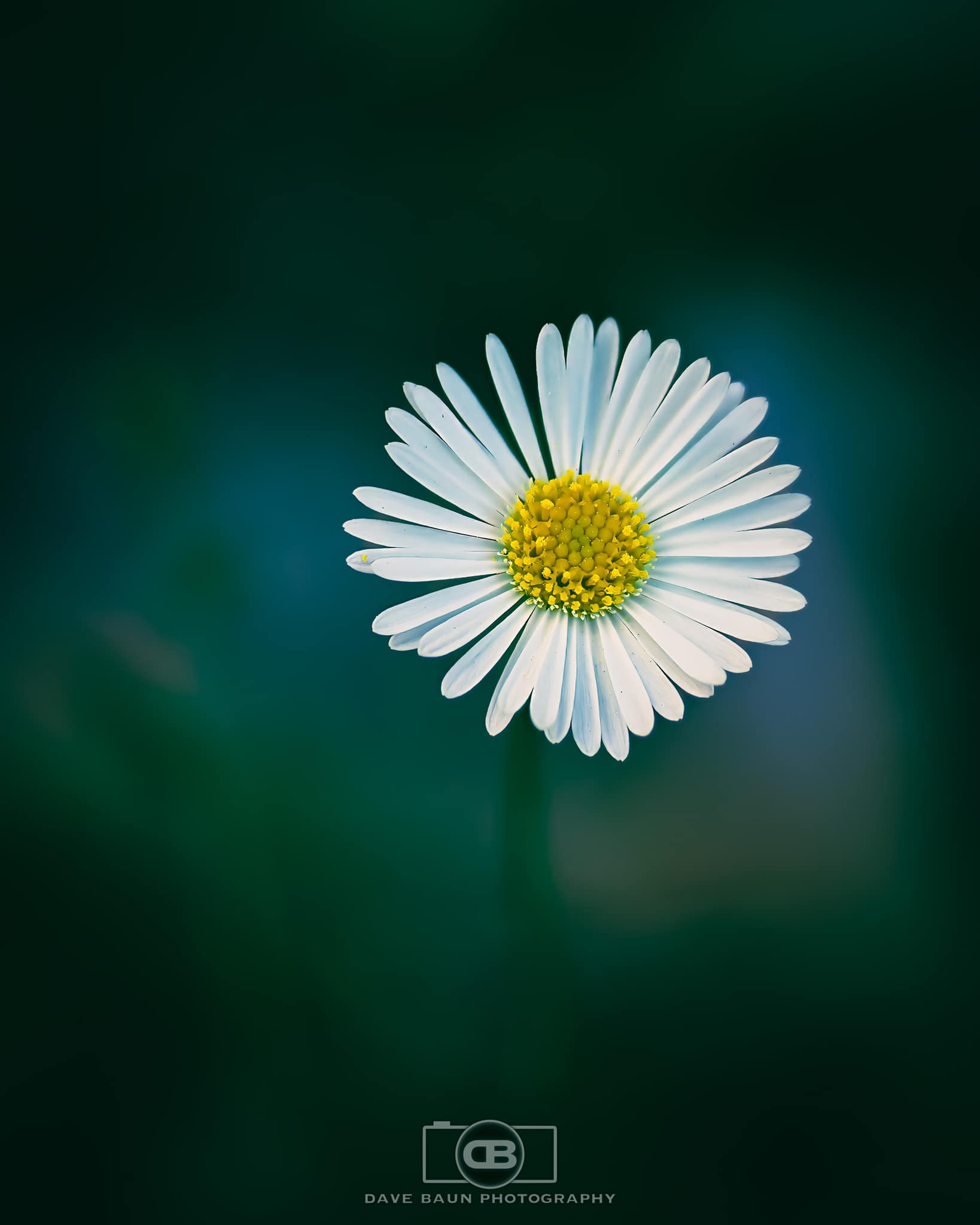 Capturing wild daisies with Fuji X-T5 macro lens