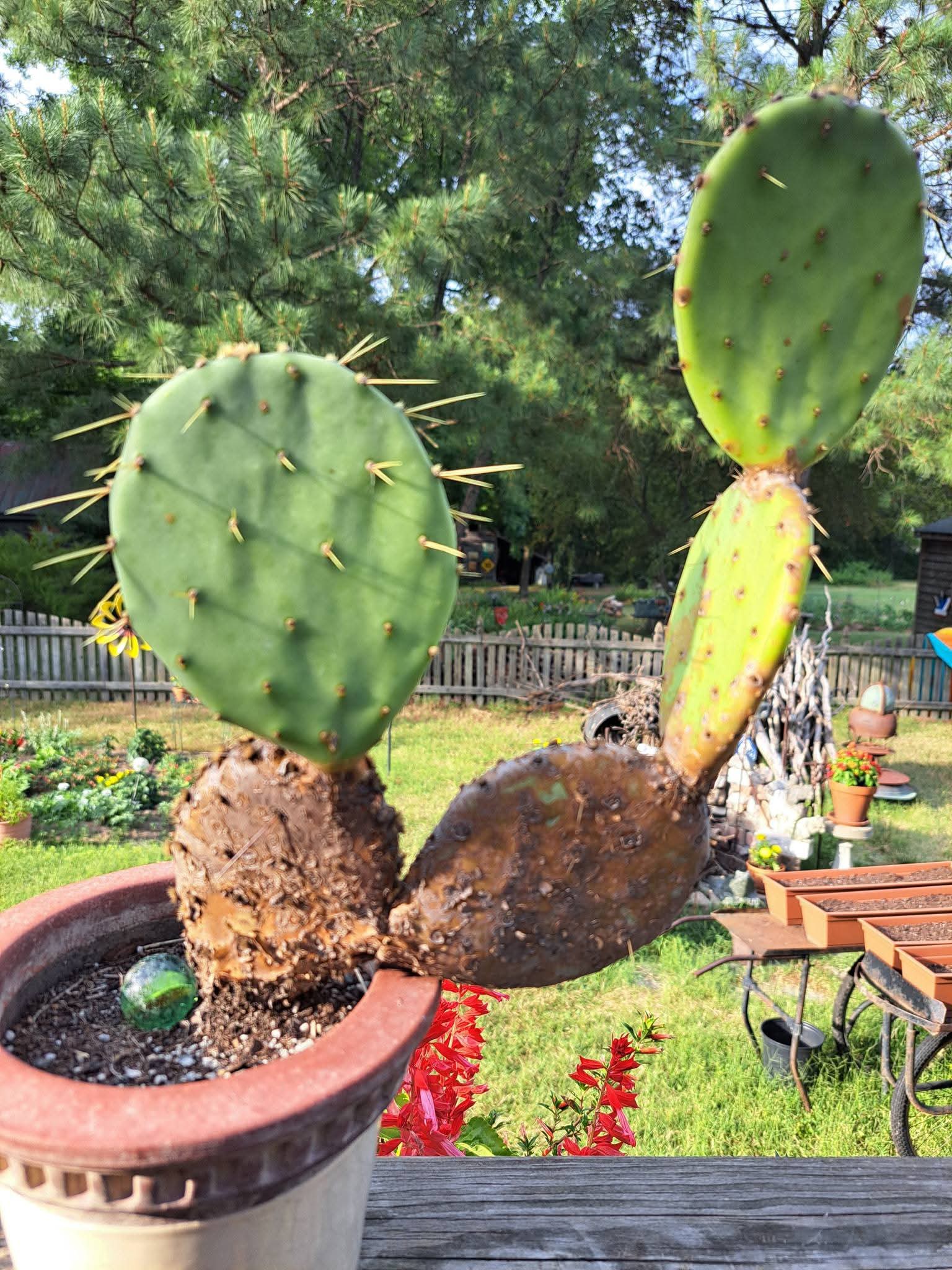 Nopal Prickly Pear Cactus Pad: Live House Plant (medium 2 Pack