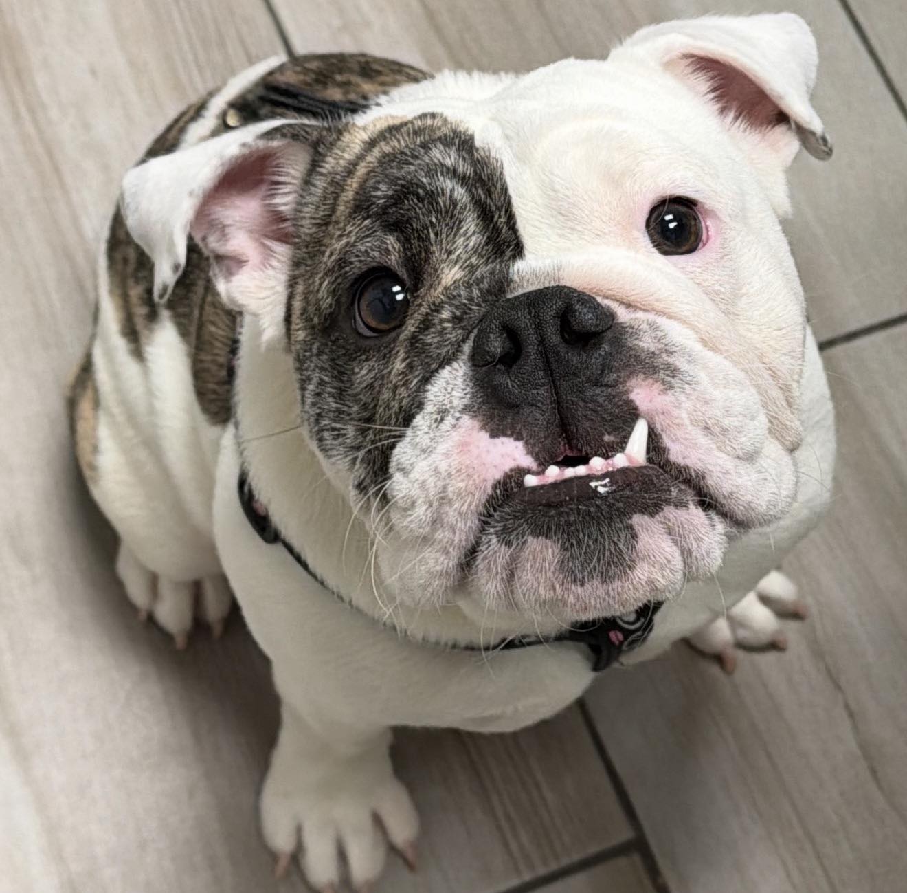 English Bulldog Rescue of Ontario - 🐾UPDATE on Murphy & Myrtle🐾 Two of ...