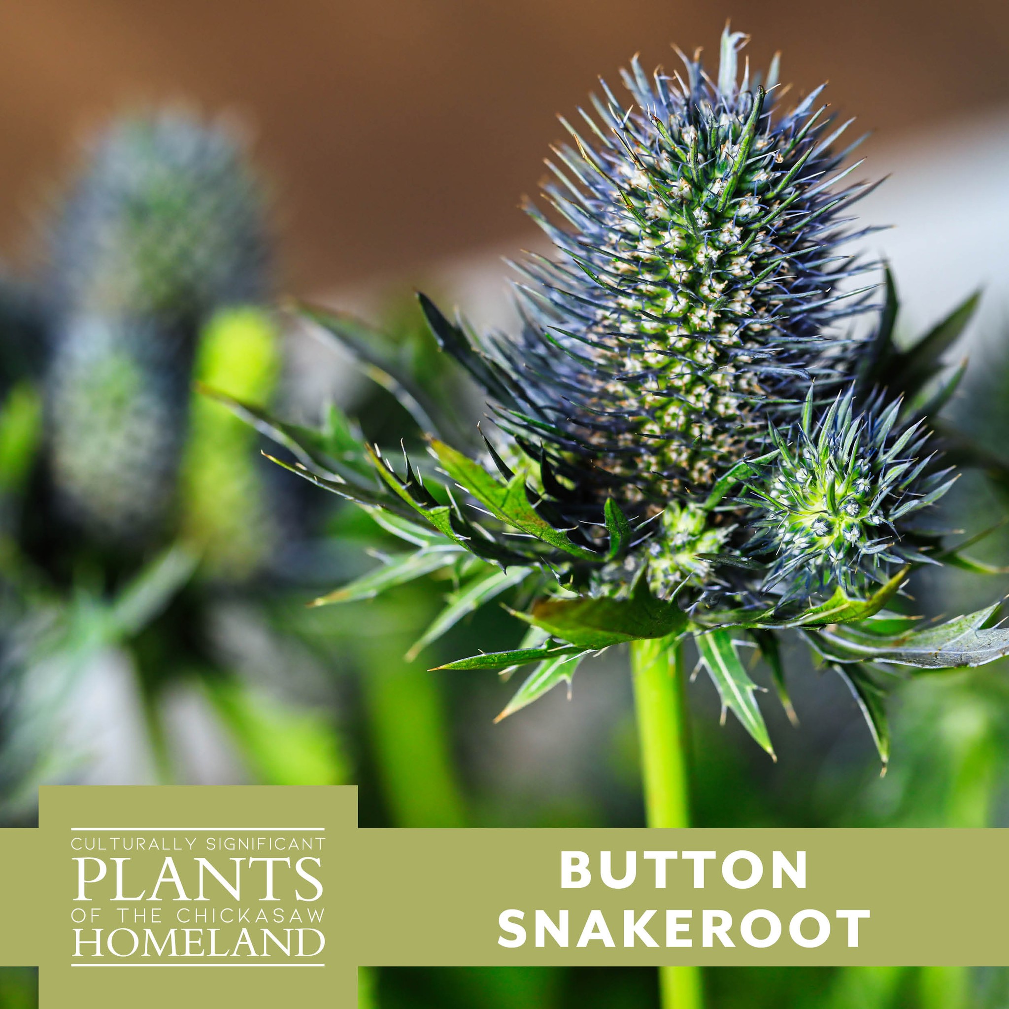 Chickasaw - Button snakeroot, also known as rattlesnake master, is a ...