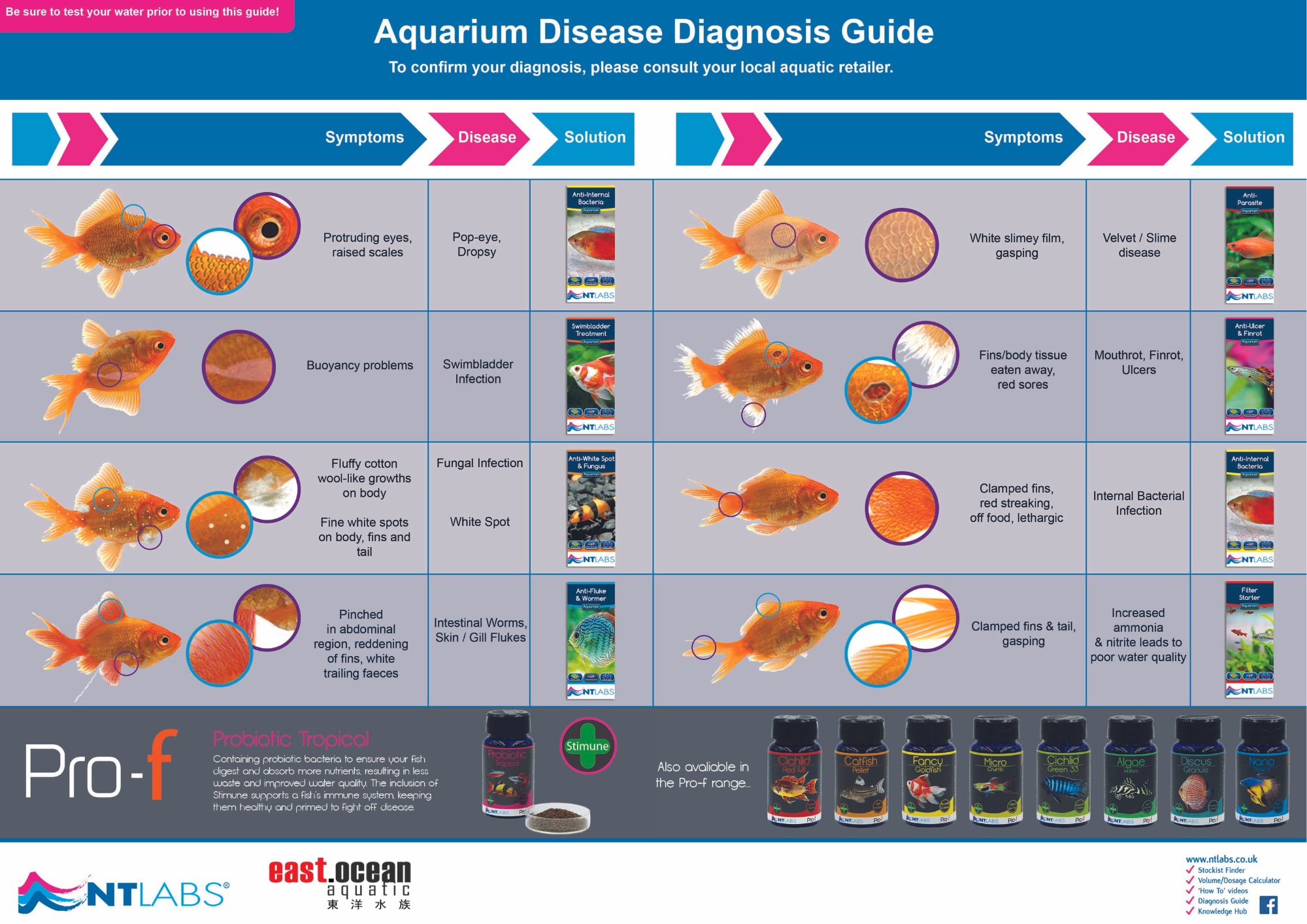East - 🩺🐠 Your fish could be suffering from common diseases like Dropsy ...