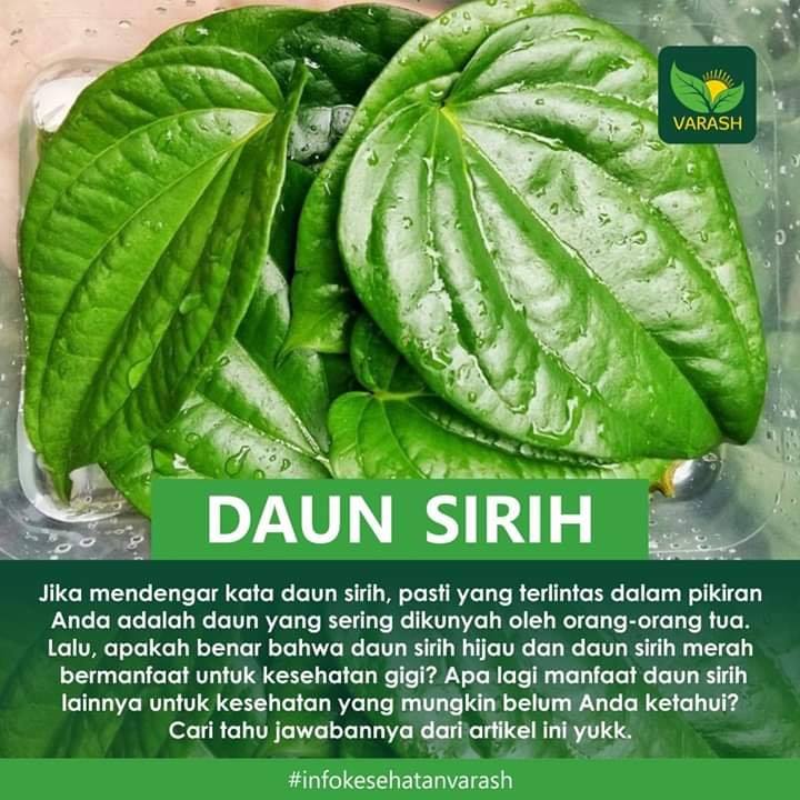 Reseller Varash Nusantara - DAUN SIRIH Sirih merupakan tanaman asli ...