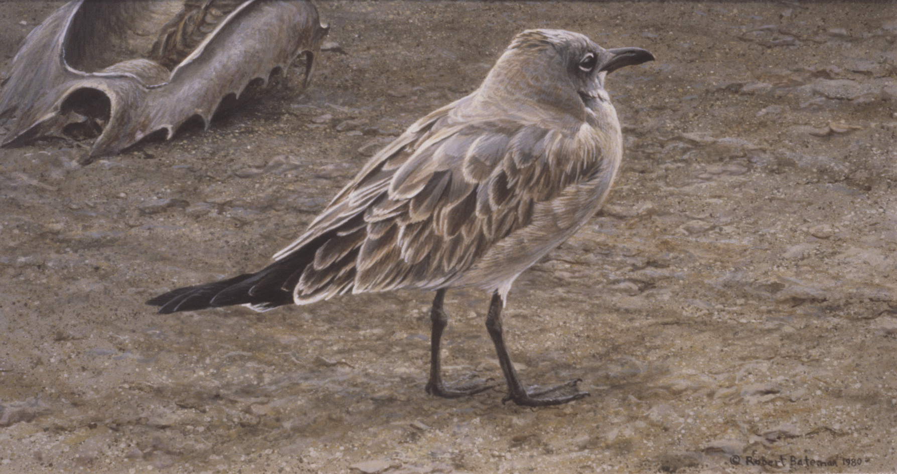 Robert - The laughing gull is a medium-sized seabird known for its ...