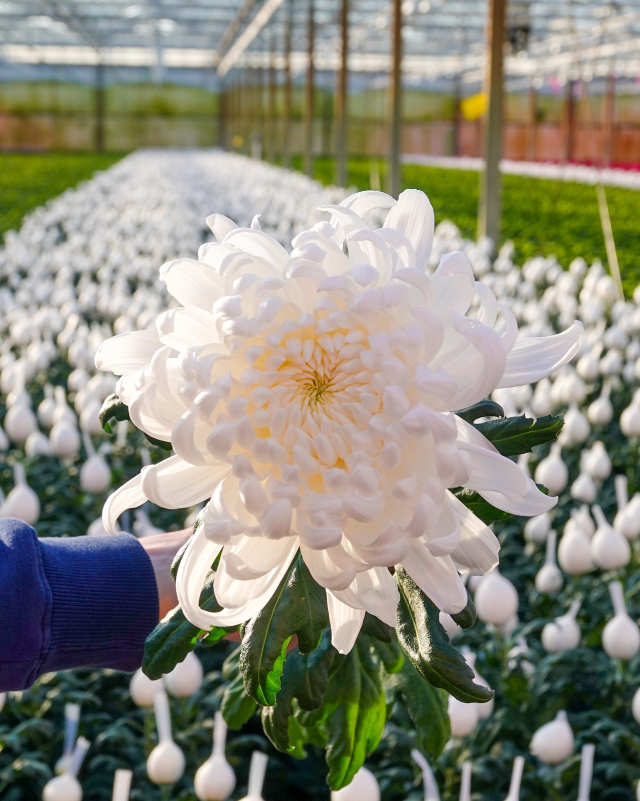 Dekker Chrysanten BV added a new photo