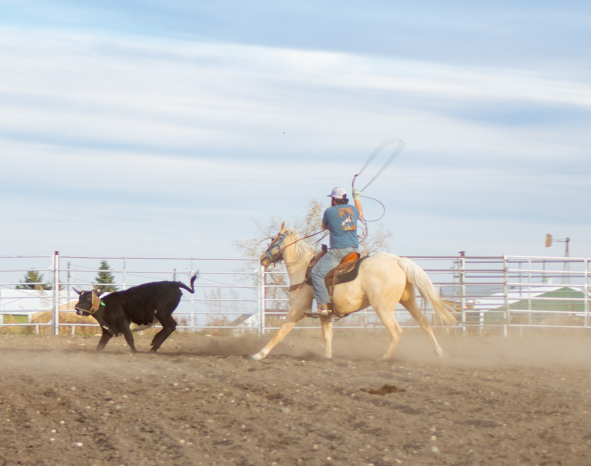Eszlinger Ranch Black Angus and Quarter Horses