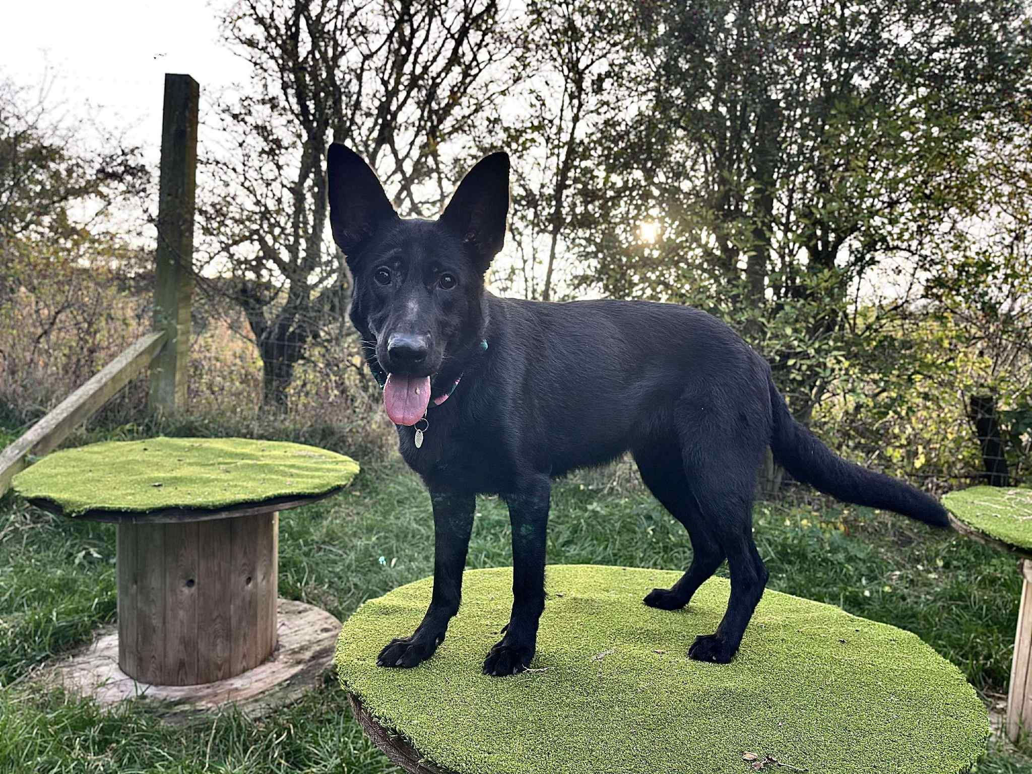 North - 🐕 Meet Dora – one of the beautiful rescue dogs featured in our ...