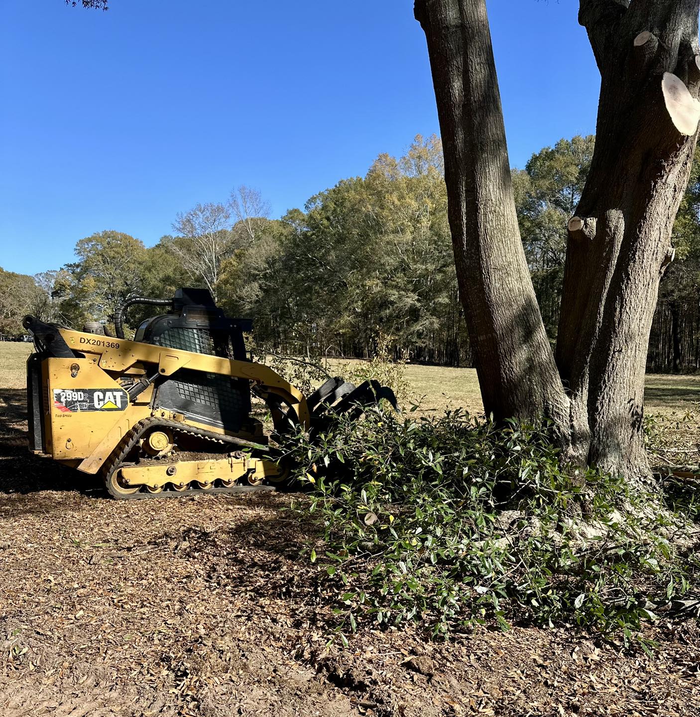 Green Tree Service LLC | Griffin GA