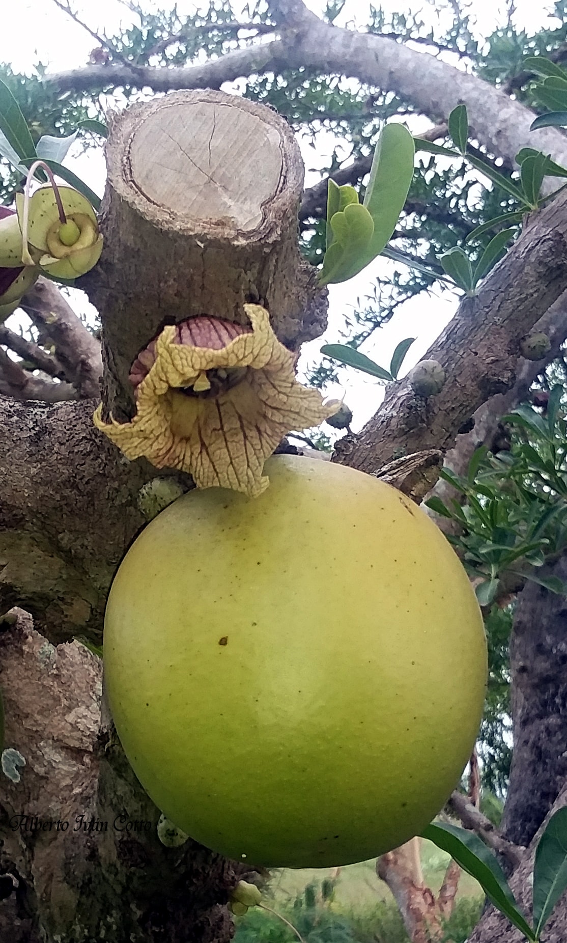 Proyecto Semilla de Puerto Rico