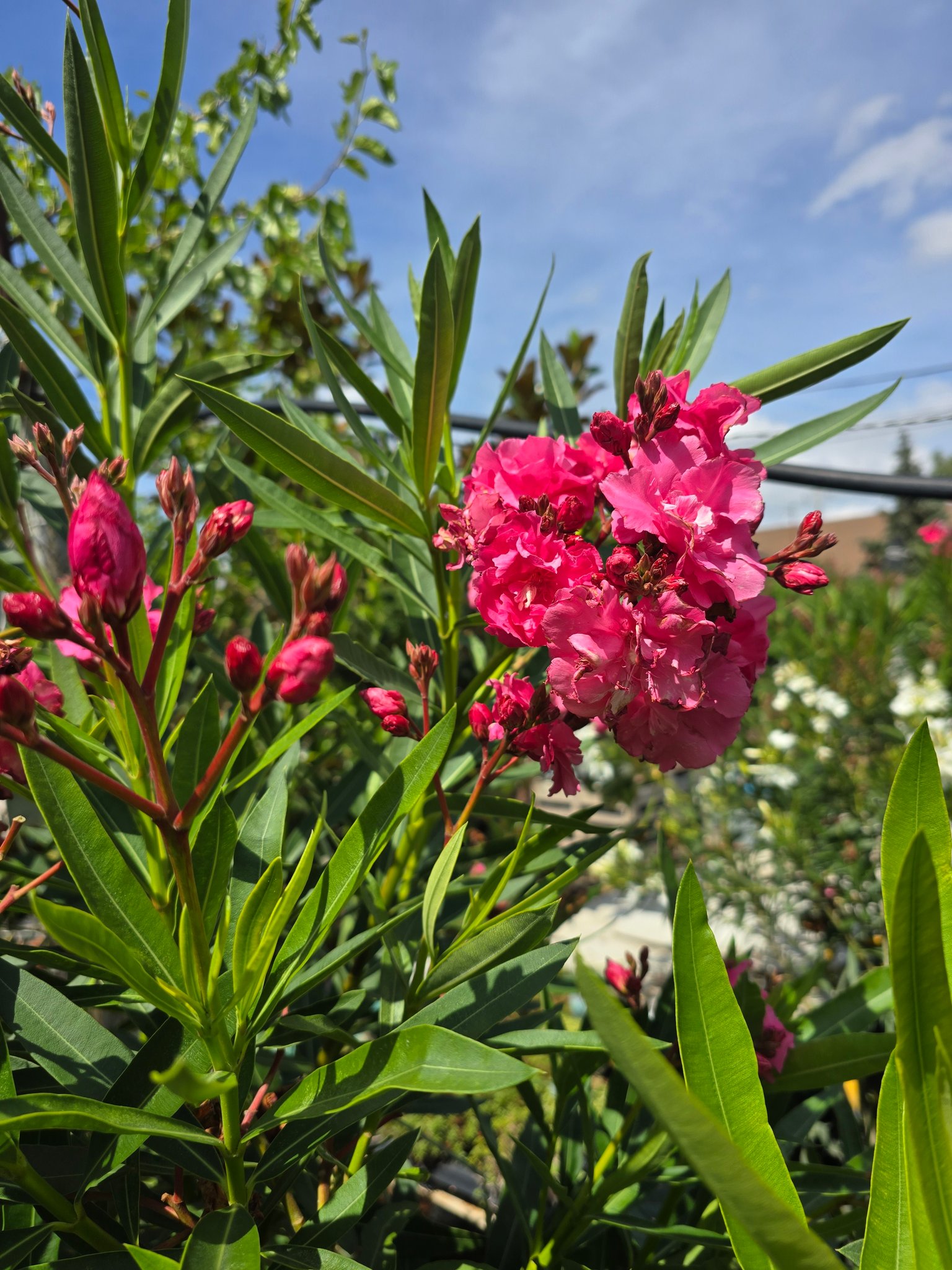 Muskátli Garden Virágcenter - Sétány rózsa | Facebook