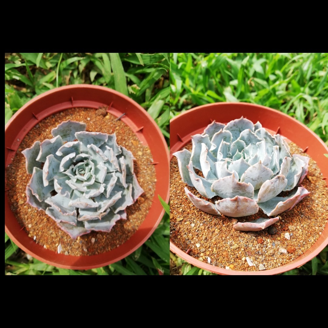 Nuevas adquisiciones en... - Beula Cactus y Suculentas | Facebook