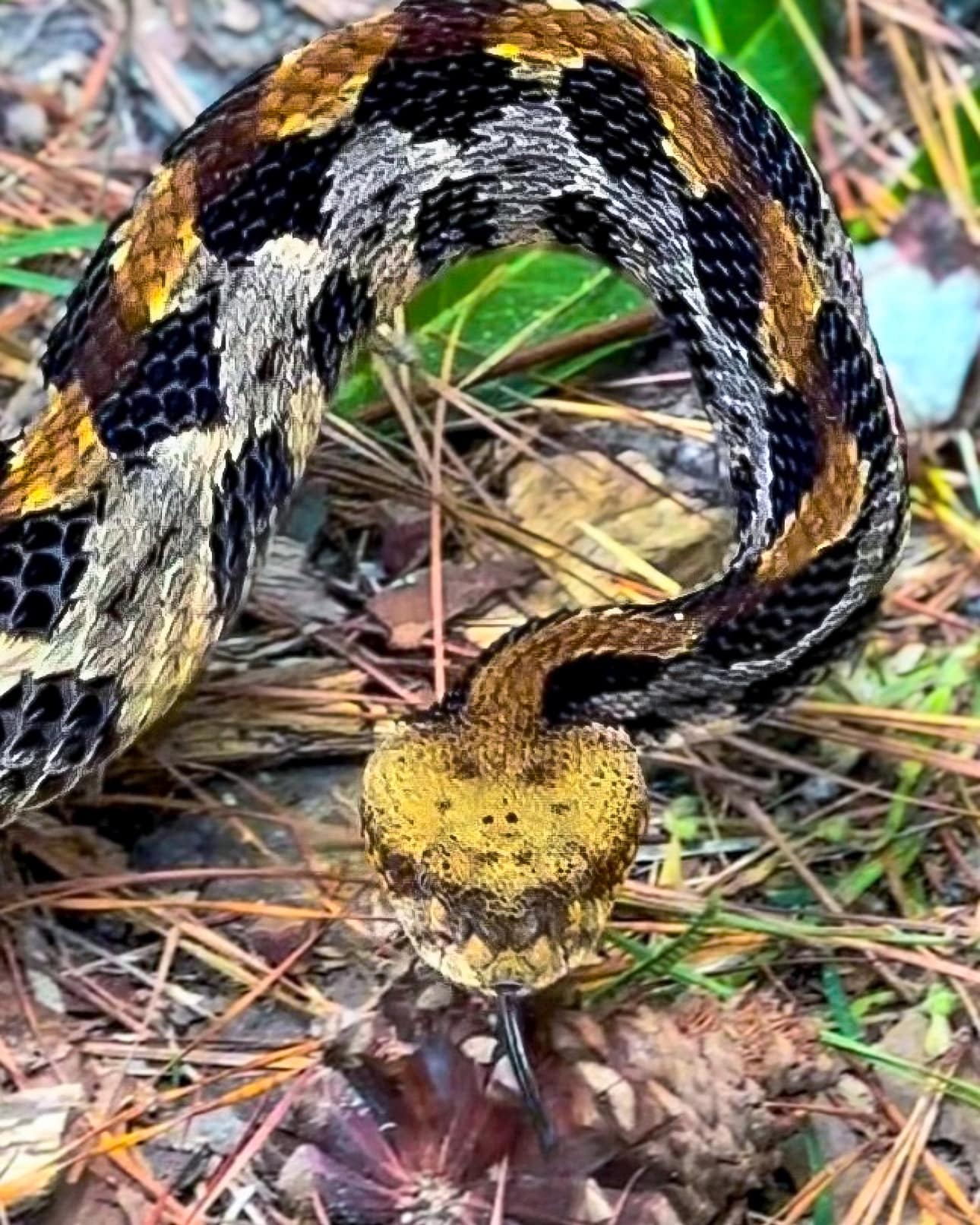 Rattlesnake Research and Conservation Initiative | This young Canebrake ...