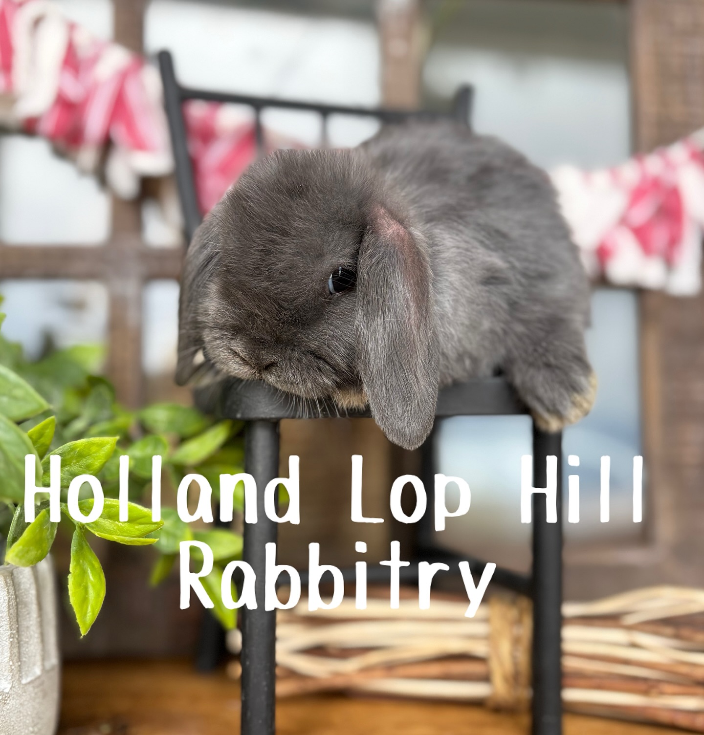 Holland Lop Hill Rabbitry | Shelley ID