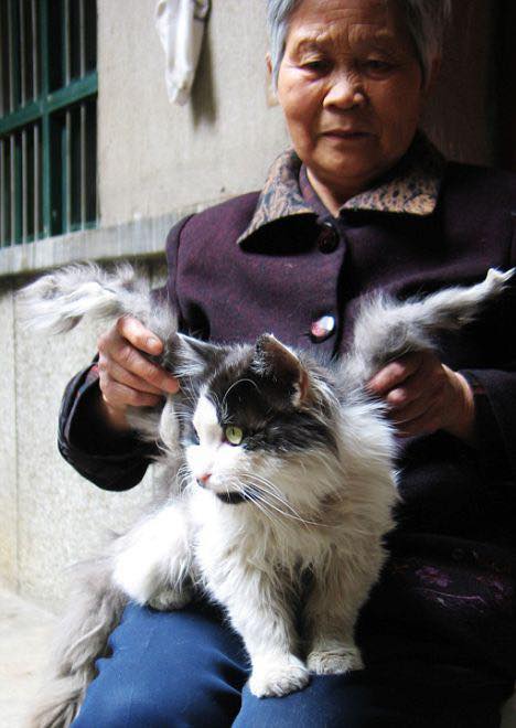 猫翼　CAT WING What are wing-like markings on cats?