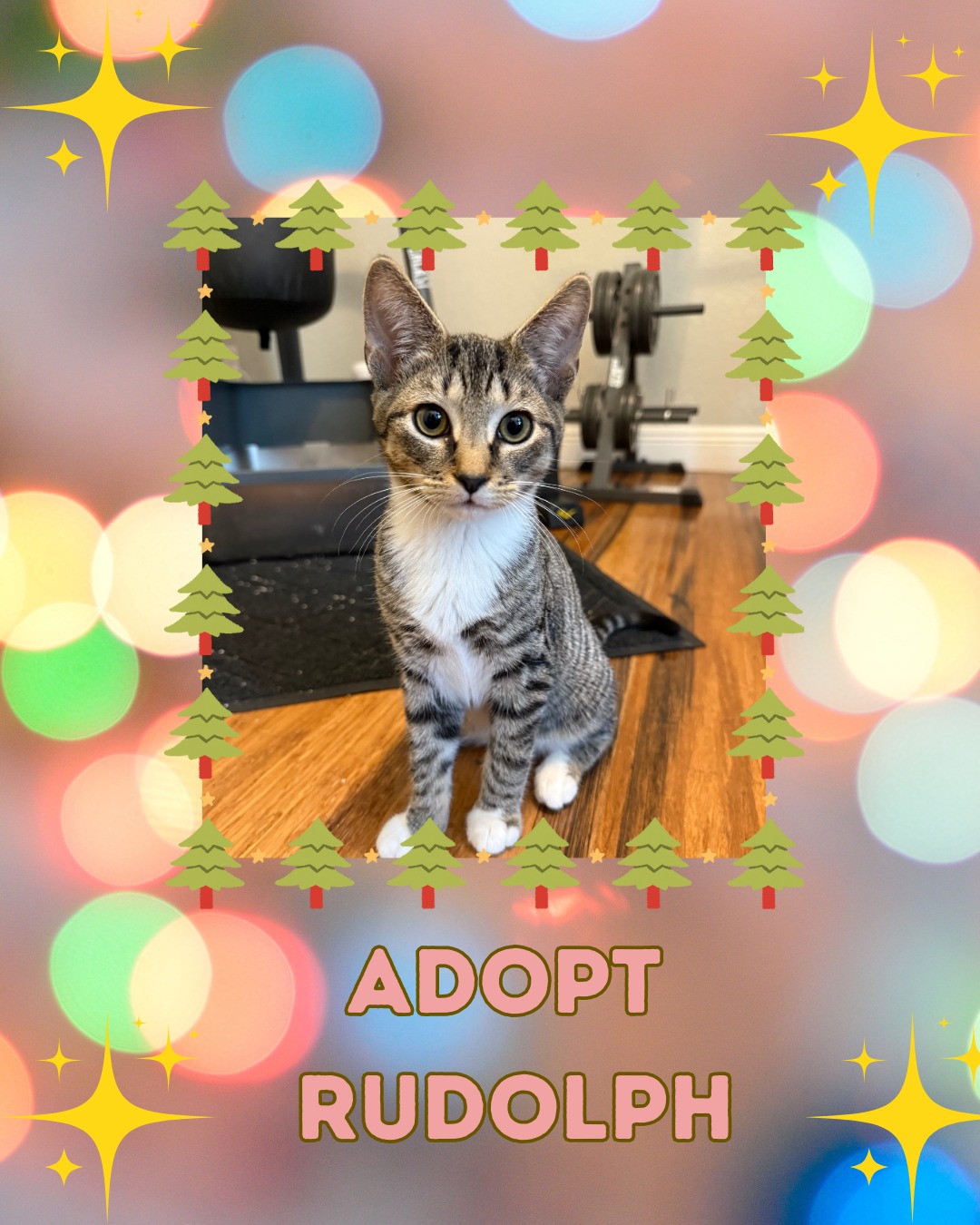 🎄 Adopt Rudolph 🦌 Just like his... - ADORE Pet Rescue | Facebook